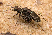 : Cicindela repanda; Common Shore Tiger Beetle