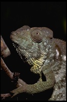 : Furcifer oustaleti