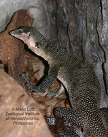 : Varanus jobiensis; Peachthroat Monitor