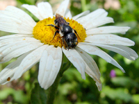 : Osmiini sp.