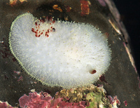 : Acanthodoris nanaimoensis; Rufous-tipped Nudibranch