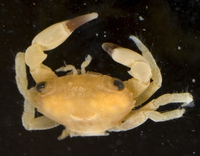: Chlorodiella laevissima
