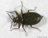 : Psephenus herricki; Water Penny Beetle