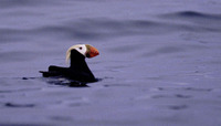 A splendid Tufted Puffin (Fratercula cirrhata) in breeding condition. Common throughout the Aleu...