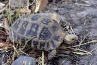 Elongated tortoise