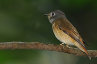 Ferruginous Flycatcher ( Muscicapa ferruginea )