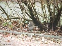 Black-throated Thrush Turdus ruficollis atrogularis