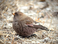 갈색양진이 Leucosticte arctoa brunneonucha | rosy finch