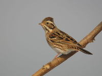 Emberiza rustica Rustic Bunting カシラダカ