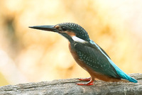 Common Kingfisher 普通翠鳥