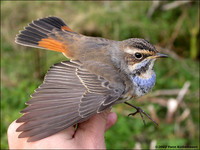 Bluethroat Luscinia svecica