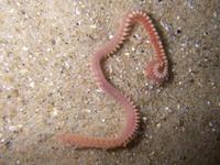 Orbinia latreillii