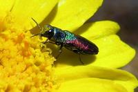 Anthaxia israelita