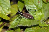 Calochroa discrepans