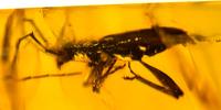 Elaphidion inclusum