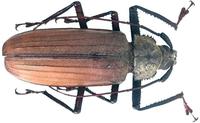 Xixuthrus microcerus microcerus