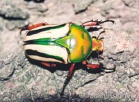 Eudicella gralli