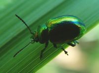 Chrysolina fastuosa