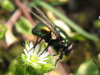 Lucilia sericata