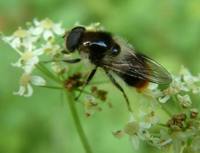 Cheilosia illustrata - Hower fly