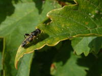 Syritta pipiens