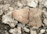 Orthosia cerasi - Common Quaker