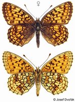 Brenthis hecate - Twin-spot Fritillary