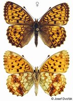 Brenthis ino - Lesser Marbled Fritillary