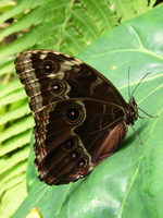 Morpho peleides - Blue Morpho