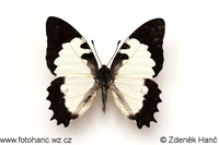 Graphium endochus