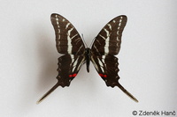 Protographium philolaus