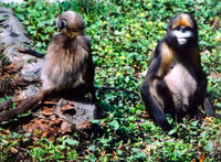 Grey snub-nosed monkey (Rhinopithecus brelichi)