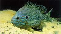 Lepomis gibbosus, Pumpkinseed: fisheries, gamefish, aquarium