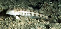 Parapercis robinsoni, Smallscale grubfish: