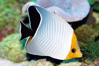 Chaetodon larvatus, Hooded butterflyfish: aquarium