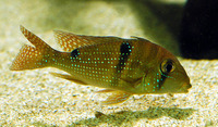 Geophagus harreri, Maroni eartheater: aquarium