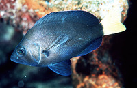 Hypoplectrus chlorurus, Yellowtail hamlet: