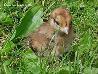 Mikado Pheasant Syrmaticus mikado