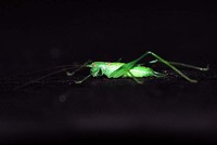Meconema meridionale