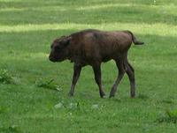 Image of: Bison bonasus (European bison)