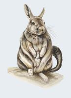 Image of: Lagidium peruanum (northern viscacha)