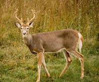 Image of: Odocoileus virginianus (white-tailed deer)