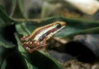 Epipedobates tricolor