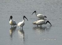 Threskiornis melanocephalus - Black-headed Ibis