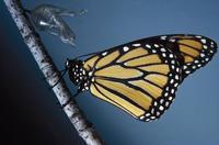 Image of: Danaus plexippus (monarch butterfly)