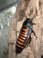 Image of: Gromphadorhina portentosa (Madagascar giant hissing cockroach)