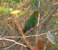 Platycercus icterotis - Western Rosella