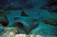 Myliobatis californica - Bat Eagle Ray