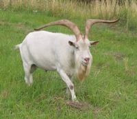 Capra hircus hircus - domestic goat