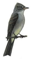 Image of: Contopus pertinax (greater pewee)